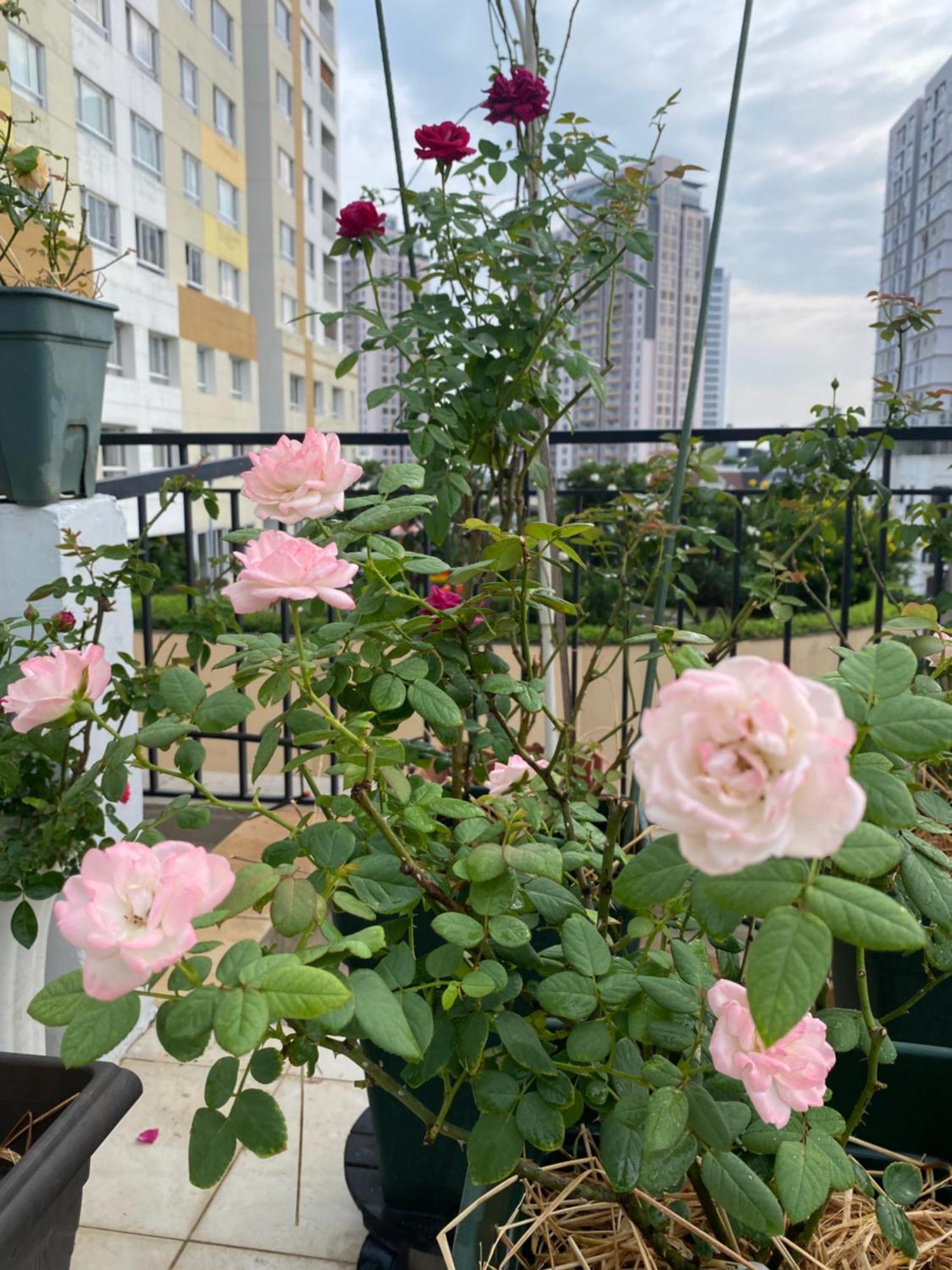 הו צ'י מין סיטי Homey Apartment מראה חיצוני תמונה